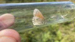 Coenonympha california