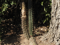 Cereus aethiops