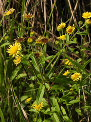 Inula japonica