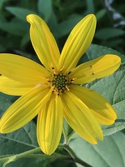 Helianthus