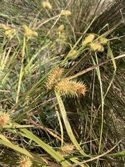 Carex vesicaria