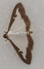 Cydalima perspectalis