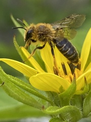 Andrena helianthi