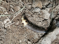 Xylophanes falco