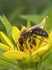 Andrena helianthi