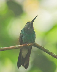 Chalybura buffonii