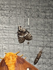 Pococera asperatella