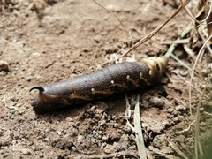 Xylophanes falco