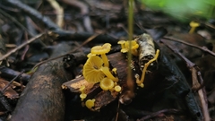 Cantharellus minor