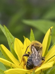 Andrena helianthi