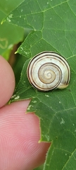 Cepaea nemoralis