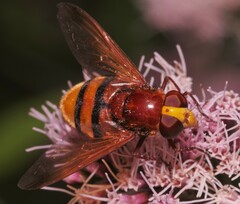 Volucella zonaria