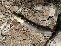 Xylophanes falco