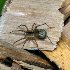 Tigrosa helluo