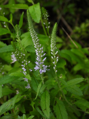 Veronica linariifolia
