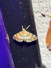 Hymenia perspectalis