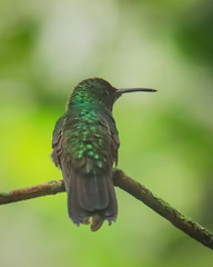 Chalybura buffonii