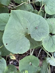 Asarum canadense