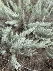 Artemisia filifolia