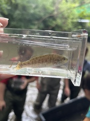 Micropterus dolomieu