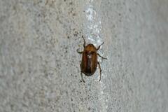 Rhizotrogus aestivus