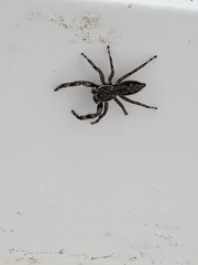 Platycryptus undatus