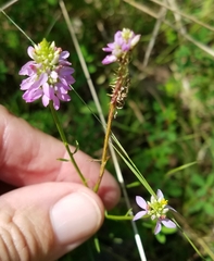 Polygala curtissii