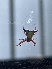 Micrathena sagittata