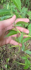 Vincetoxicum rossicum