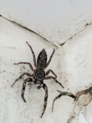 Platycryptus undatus