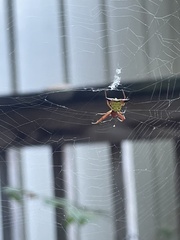 Micrathena sagittata
