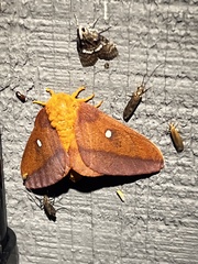 Anisota pellucida