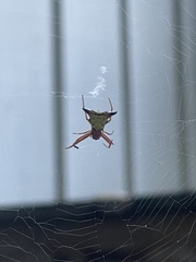 Micrathena sagittata