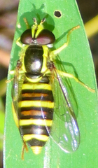 Xanthogramma flavipes