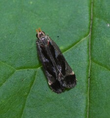 Dichomeris ochripalpella