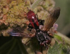 Cylindromyia