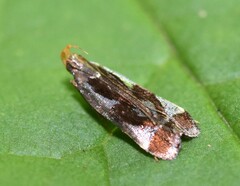 Dichomeris ochripalpella