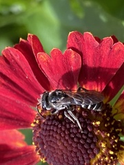 Lasioglossum coriaceum