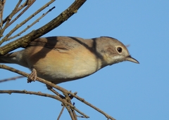 Curruca iberiae