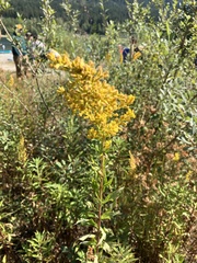 Solidago lepida