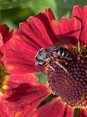 Lasioglossum coriaceum