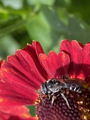 Lasioglossum coriaceum