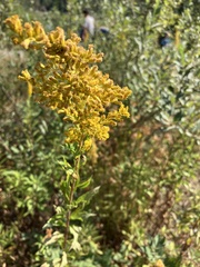Solidago lepida