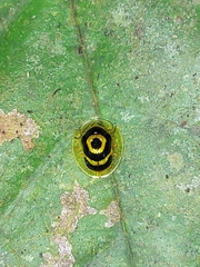 Ischnocodia annulus