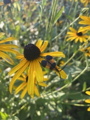 Calopteron