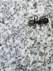 Camponotus pennsylvanicus