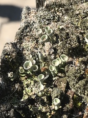 Cladonia
