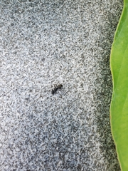Camponotus pennsylvanicus