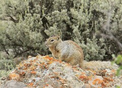 Otospermophilus variegatus