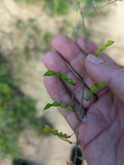 Desmodium perplexum